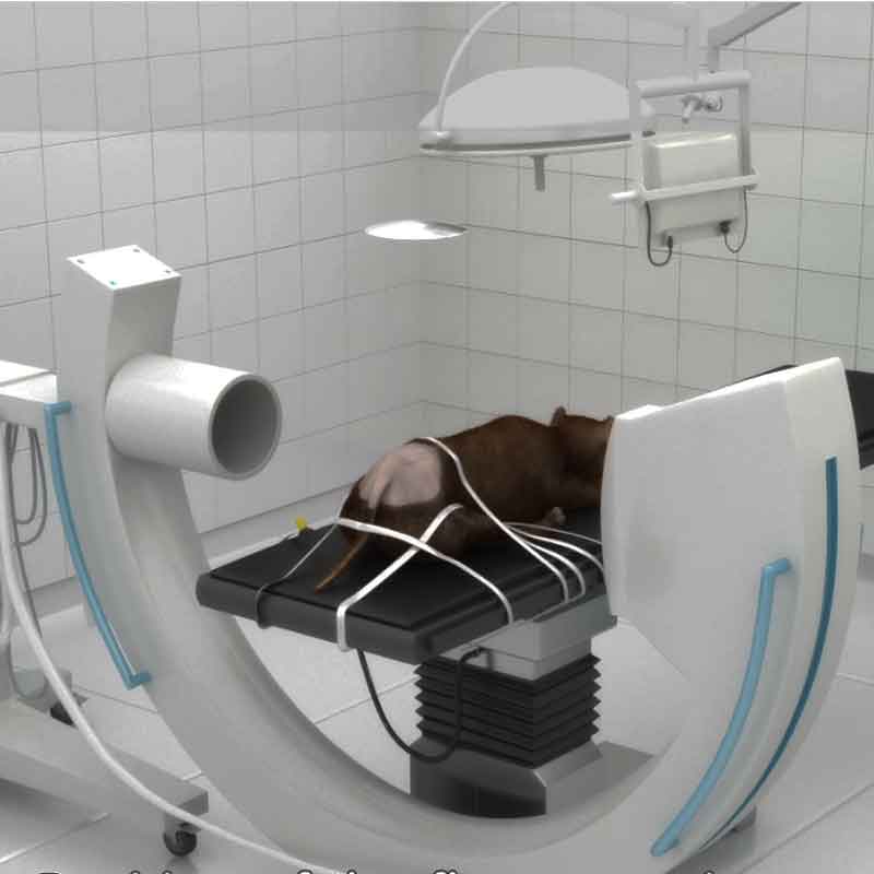 A 3d render view from dog surgery animation